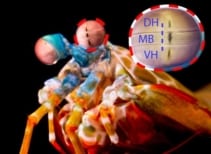 The mantis shrimp