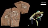 Dinosaur lungs