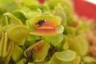 venus flytrap