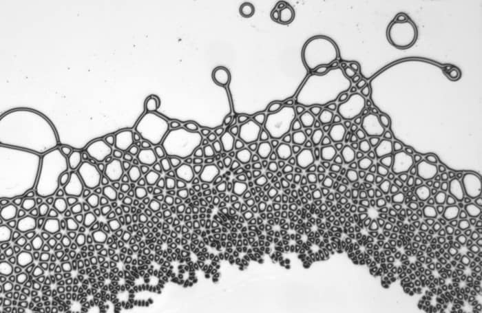 Electric fields cause square droplets and liquid lattices to appear in oil mixtures – Physics World - physicsworld.com