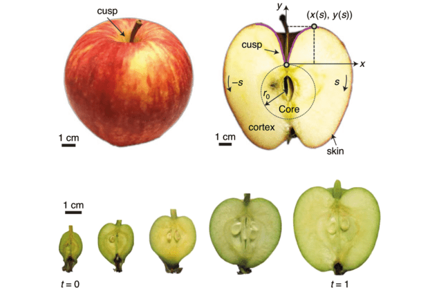Figure depicting the cross-section of apples at different stages of growth