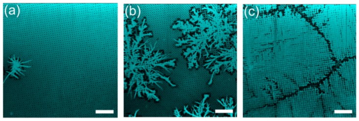 Humidity controls frost pattern formation – Physics World
