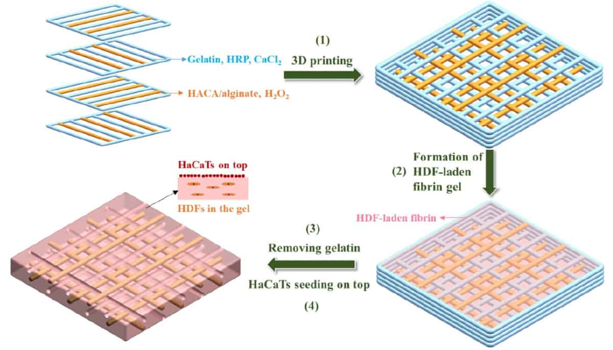 researchers-use-3d-printing-to-grow-full-thickness-skin-in-the-lab