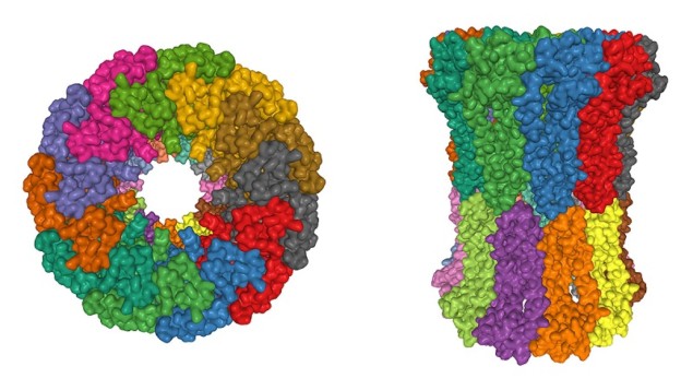 Cryo-electron microscopy image of biological structure