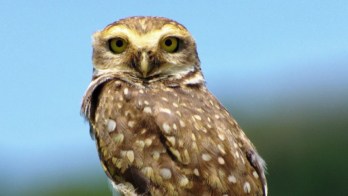 Owl podcast image rectangle