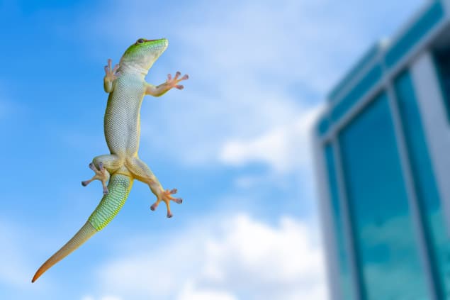 gecko on a window pane