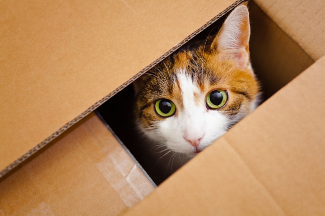 A cat peeking out of a cardboard box