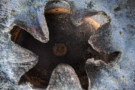 Close-up photo of the bottom of a blueberry