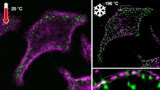 Cryo-arrest of a living cell