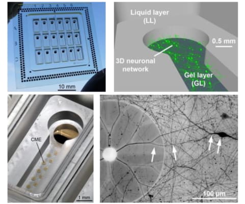 In vitro platform enables realistic studies of neurological disorders ...