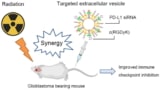 Immunoterapia a base di vescicole extracellulari