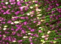 Neurons in the mouse brain