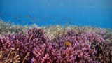Coral reef