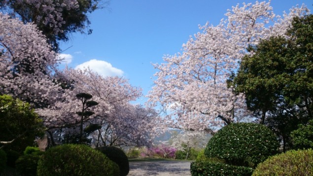 Cherry blossoms in Japan