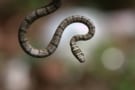 A flying snake
