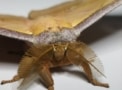 Photo of a moth