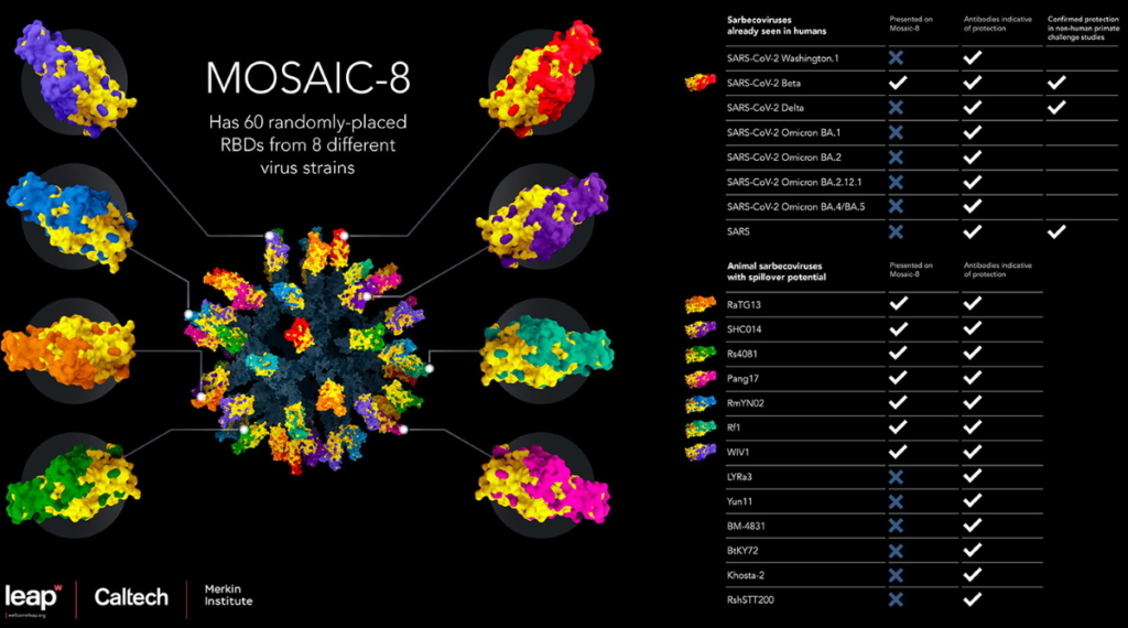 Nanoparticle vaccine protects against diverse coronaviruses in animal ...