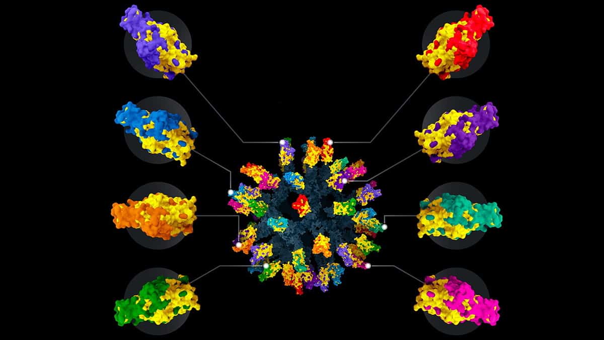 Nanoparticle vaccine protects against diverse coronaviruses in animal ...