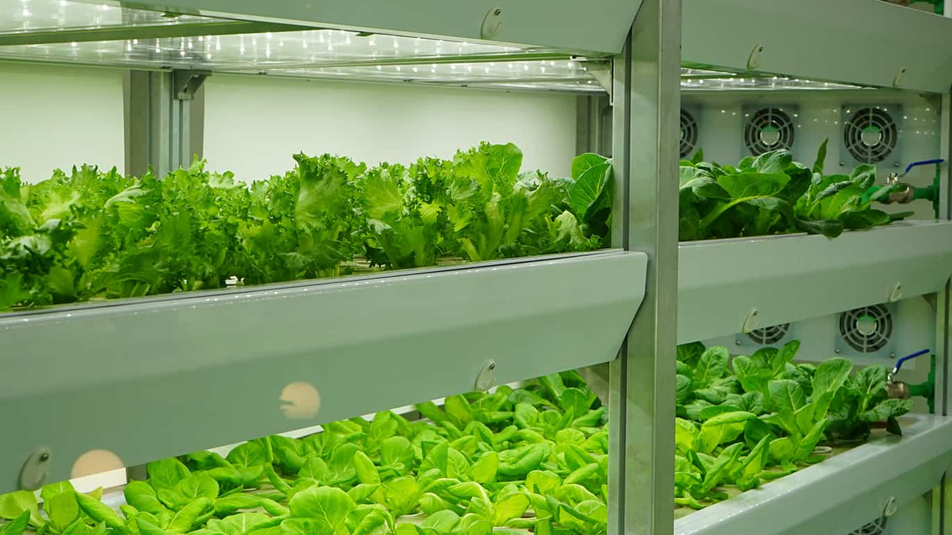 The power of photonics: from vertical farming to quantum computing ...