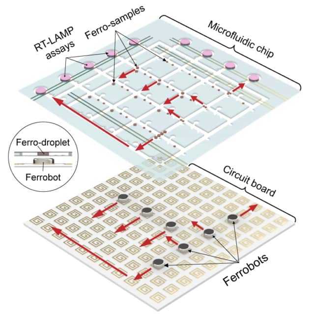 Ferrobots in a microfluidic chip
