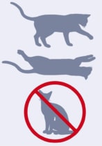 Three states for Schrödinger’s cat