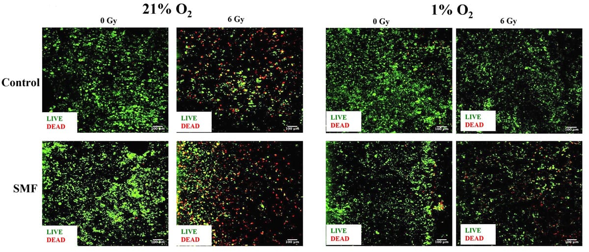 Cancer cell viability after radiation treatment