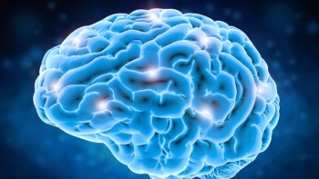 Image of the human brain