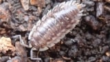 Woodlouse