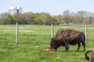 Bison in Fermilab