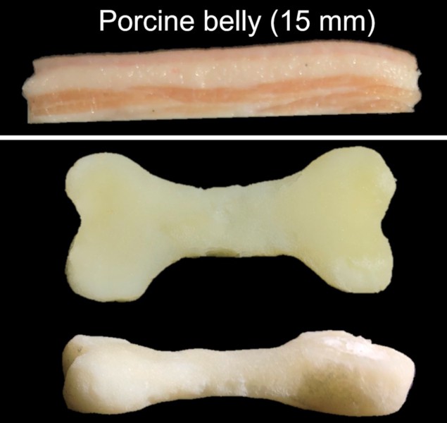 D bone model printed through tissue