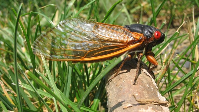 Cicada