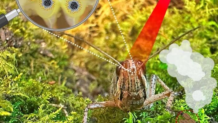 Physics World: Nanoparticles improve locusts’ olfactory abilities