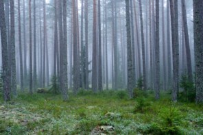 Trees in a forest