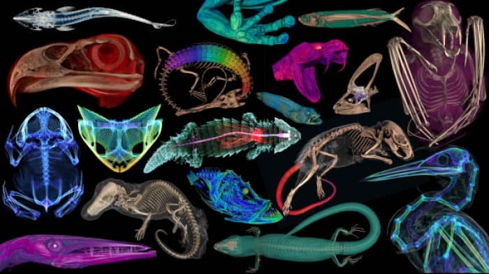 Physics World releases stunning scans of thousands of vertebrate specimens