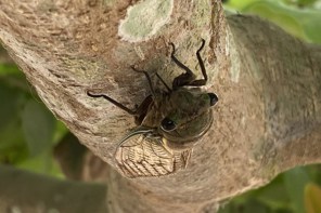 cicada on a tree