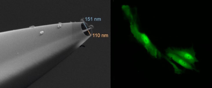 Nanopipette and fluorescence images of glioblastoma cells