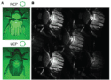 Three images of a Chrysina gloriosa beetle. The two circularly-polarized light images are bathed in green light and show different patterns on the beetle's shell. The Mueller Matrix image is black and white and shows a pattern of characteristic lines that also appears in the polarized light images.