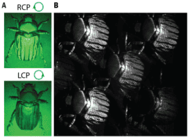 三幅金龟子的图像。这两张圆偏振光图像沐浴在绿光中，在甲虫的外壳上显示出不同的图案。米勒矩阵图像是黑白的，显示了特征线的图案，也出现在偏振光图像中。