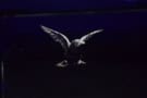 Photo of a starling in flight with its unfurled wings catching the light against a black background