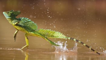 A basilisk lizard running across water