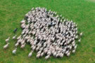 Flock of sheep being herded