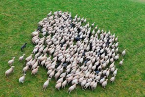 Flock of sheep being herded