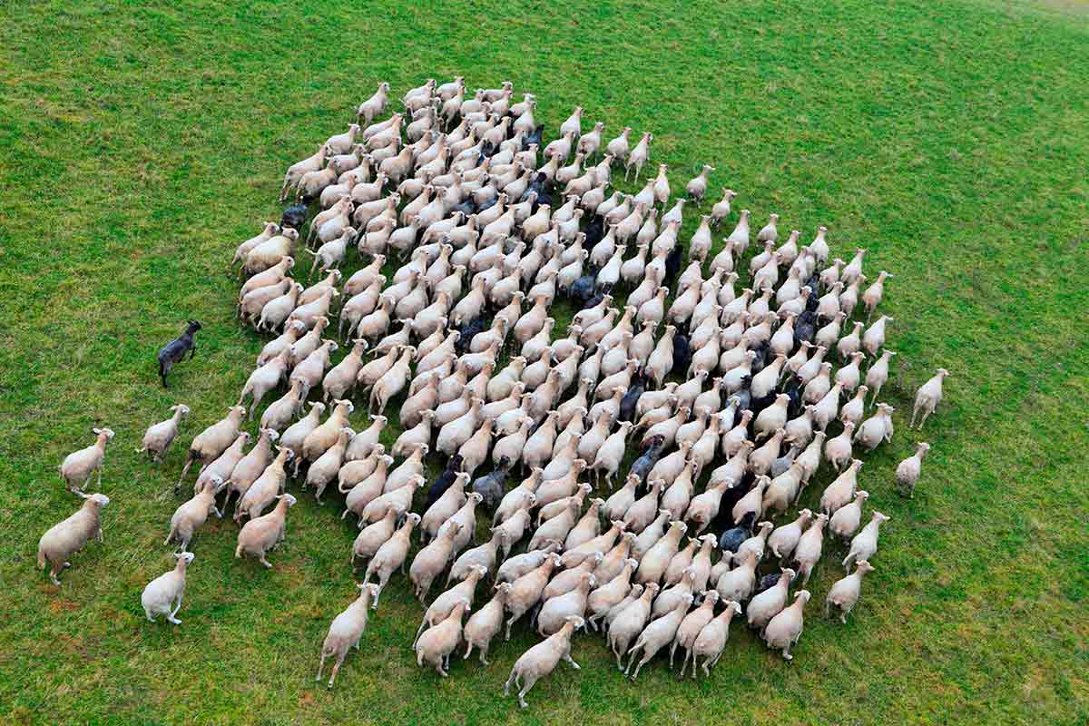 Field work – the physics of sheep, from phase transitions to collective motion – Physics World