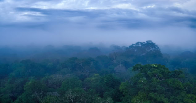 The Brazilian rainforest