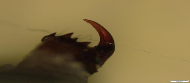 A spider's hook-shaped fang with a strand of silk fibre laid across it