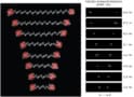 Diagram showing distances between molecules measured in polyproline "rulers" between 5 and 30 repeats long. The distances are arranged like rungs on a ladder, with the shortest at the bottom and the longest at the top. A separate diagram on the right shows the measurement uncertainty in each position determination