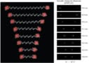 Diagram showing distances between molecules measured in polyproline "rulers" between 5 and 30 repeats long. The distances are arranged like rungs on a ladder, with the shortest at the bottom and the longest at the top. A separate diagram on the right shows the measurement uncertainty in each position determination.