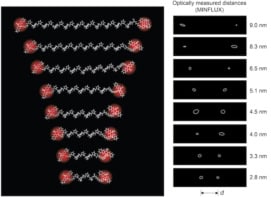 Diagram showing distances between molecules measured in polyproline "rulers" between 5 and 30 repeats long. The distances are arranged like rungs on a ladder, with the shortest at the bottom and the longest at the top. A separate diagram on the right shows the measurement uncertainty in each position determination