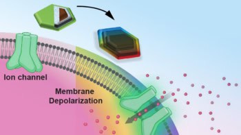 MEND-mediated neuromodulation