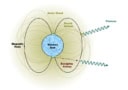 Diagram showing a blue neutron star at the centre of magnetic field lines and a yellow-green cloud representing a haze of axions. While some axions escape, and are represented by a red squiggly arrow pointing outwards, others become bound and interact with the magnetic field, producing photons (represented by blue squiggly arrows pointing outwards).